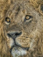 Close Up Of Male Lion Face