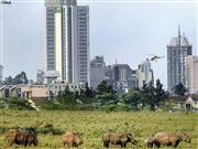 Rhinos In Between Nairobi City