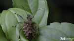 Brown Marmorated Stink Bug 