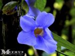 Blue Sky Flower