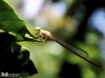 Damsel Fly