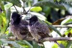 Red Vented Bul Bul