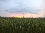 Corn Fields