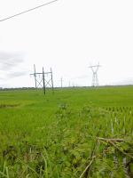 Green Fields
