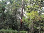 Boy On A Palm Tree