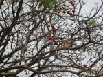 My Cherry Rosy Tree