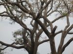 The Wormy Tree