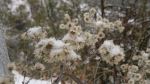 Flower In Snow