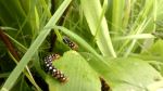 Wildlife Catapillars