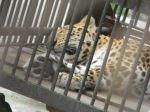 Wildlife