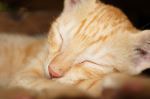 Cat Sleep