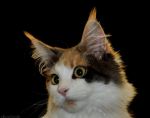 Main Coon