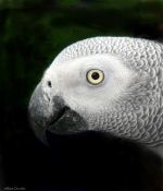 Grey Redtail