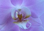 Orchid Close 2