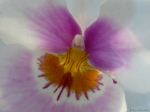 Orchid Close