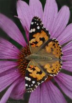 Painted Lady