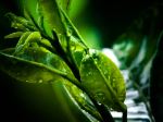 Water Drops