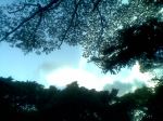 Skeleton Skies