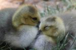 Baby Ducks Sleeping