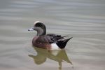 Beautiful Duck In Lake