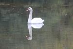 Beautiful Swan And His Reflection On The Water