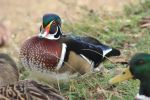 Beautiful And Colorful Duck