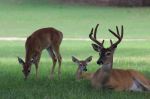 Deer Family