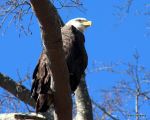Eagle In Tree