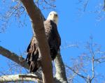 Eagle Looking At Me