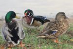 Three Beautiful Ducks