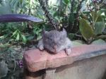 Mousey Cannot See Me