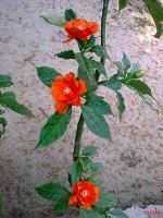 Flowers Expressing The Love Of Nature