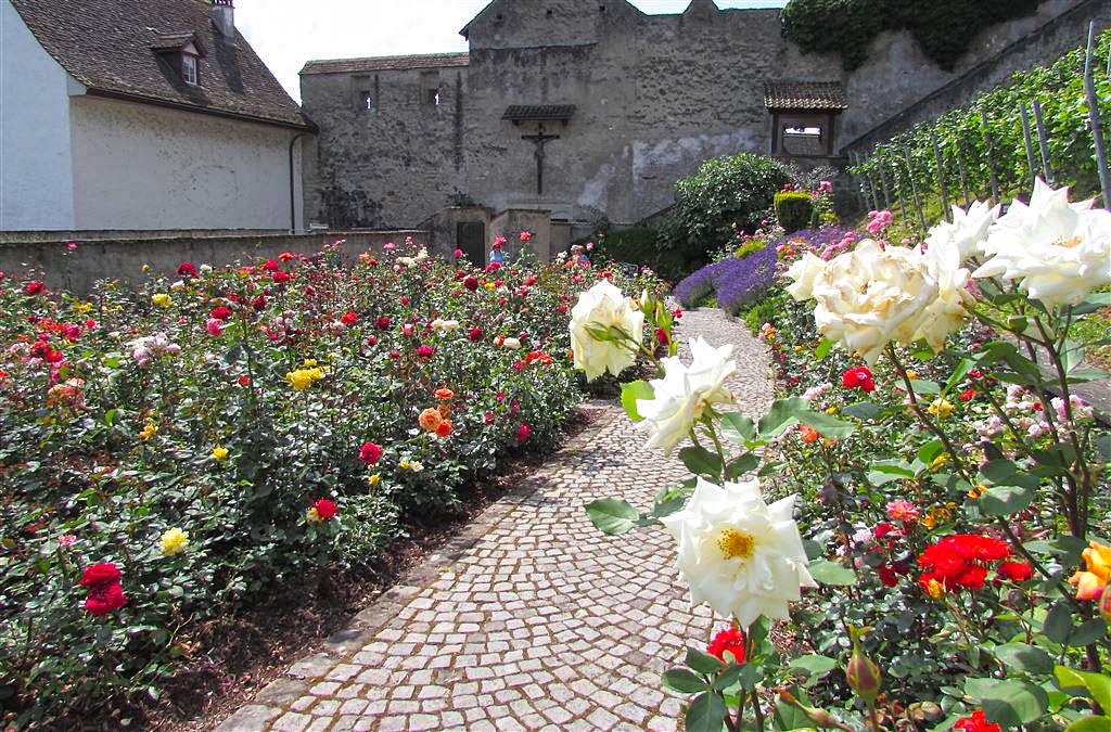 Rapperswil Rose Garden