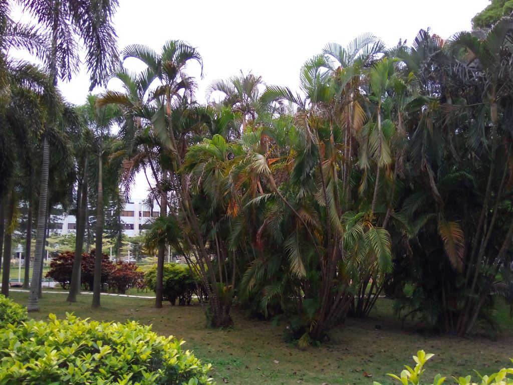 Shenzhen University Campus-Palm Trees