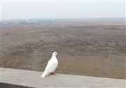 Dove In Khor Virap