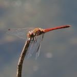 Red Dragonfly