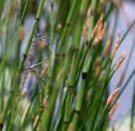 Dragonfly Love