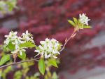 Juneberry Before Japanese Maple