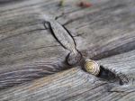 Snail Shell In Wooden Board
