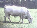 Animal Farm