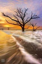 Tidal Trees