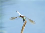 Blue Dragonfly