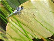 Blue dragonfly on pond lily