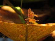 Brown dragonfly
