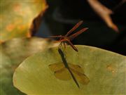 Brown dragonfly and it's shadow