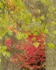 Fall Colors