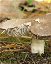 Fall Mushroom