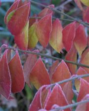 Frost covered burning bush