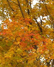 Maple Tree in Fall