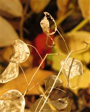 Money Plant